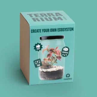 Resetea Terrarium w słoiku